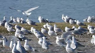 Flock of Ringbilled gulls [upl. by Nilhtac]