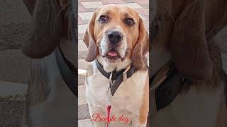 Beagle dog 🐕 barking sound 5kviralshorts [upl. by Eilla]