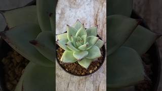 Succulent tip Repotting Agavoides Corderoyi agavoides succulentobsession [upl. by Alracal946]