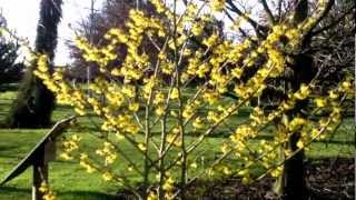 Hamamelis x intermedia Arnold Promise Witch Hazel [upl. by Zelde]