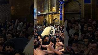 Zuljanah in between matamdaran e imam e mazloom e karbala yahussain muharram zuljanah [upl. by Demaria208]