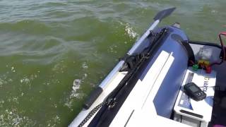 Haswing 55 lb  Boat 007 A270 [upl. by Ferdie]