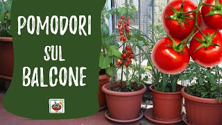 Pomodori sul balcone guida alla coltivazione in vaso [upl. by Lledniw]