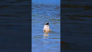 Mallard Duck Surface Feeding at the Lake 🦆 [upl. by Norted]