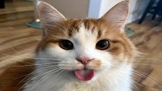 FUNNY CAT MEMES COMPILATION OF 2023 V29 [upl. by Enelyar]