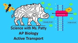 Active Transport  AP Biology [upl. by Trebeh388]