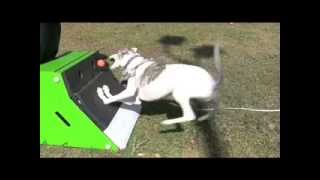 George the Whippet Box Turn [upl. by Julius]