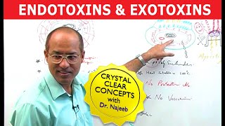 Endotoxins and Exotoxins [upl. by Asiul]