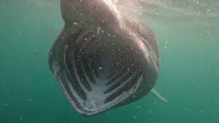 Basking Sharks  Ballinglanna Bay  11 May 2024 [upl. by Slaby]