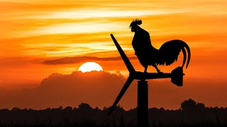 Rooster and the early morning [upl. by Jodi]