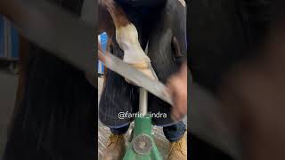 What is the best hoof angle for my horse Hoof farrier horseshoeing rider travel jumping [upl. by Acinyt]