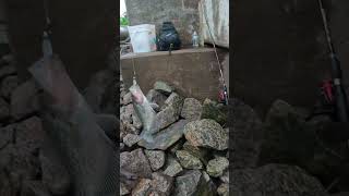 Crappie fishing shortsfeed youtubeshorts fishing [upl. by Eadrahs291]