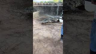 Crocodile in angry mood🙂 trending satisfafying viralvideo crocodile animals [upl. by Oicaro]