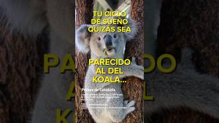 🐨 TU CICLO DE SUEÑO QUIZÁS SEA PARECIDO AL DEL KOALA koala shortsvideo pildoradesabiduria [upl. by Haisa]