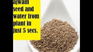 Extracting ajwain water and seed from ajwain plant in just 5 secs ajwain [upl. by Bellis]