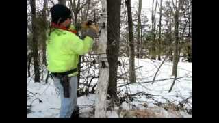 Setting body grip traps on Vertical Trees Poles [upl. by Frager]