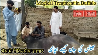 Magical Treatment in Buffalo HypoglycemiaDrMohsin [upl. by Colbert325]