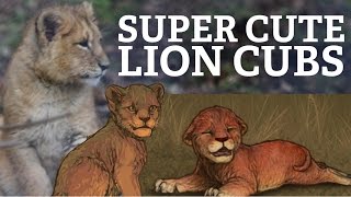 Cutest Lioden cubs EVER [upl. by Snook]