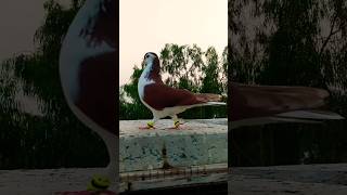 New entry red Shaji😍 bird video pigeon YouTube ytshorts pigeon video viralshort kabutar 💕😘😍 [upl. by Lipfert]