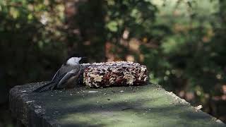 Chickadee and Nuthatch at Feeder [upl. by Elleuqram]