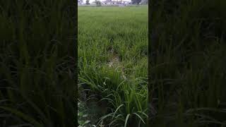 Rice Variety PR12650cm heightshortsvarietynaturevillagelifesafewatersafeenvironment [upl. by Roth]