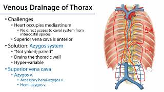 LO 3  Azygos Venous System  Posterior Mediastinum [upl. by Dnalro829]
