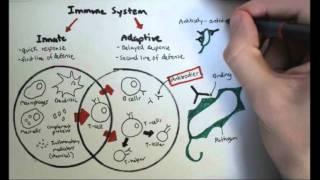 Immunology Overview [upl. by Ahseen342]