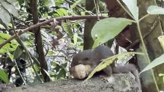 Macaques Trail and Langur Trail  Thomson Nature Park [upl. by Ssidnac225]