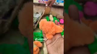 🐣🐤🐥kodipillalu viralvideo trending happy [upl. by Ahsa393]