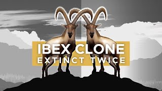 Pyrenean Ibex The Animal That Went Extinct Twice [upl. by Attaynik]