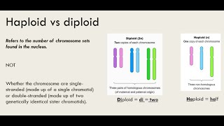 Haploid vs Diploid [upl. by Gladstone]