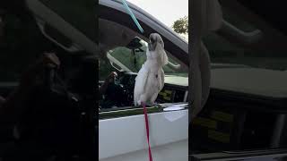 Hilarious Ducks amp Parrots Moments You Can’t Unsee 🦆🦜😂 funny parrot duck birds pets [upl. by Cilo]