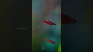 My chili rasboras 😌 fish rasbora nanofish macro [upl. by Brill347]