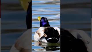 Floating Duck  Male Duck amp Female Duck Sound  Duck Sound  Duck Sound Effect duck [upl. by Kimon194]