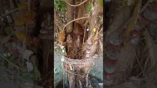 bhadkeshwar Mahadev ki Jay Shri Shivay Namastubhyamvideo song sorts ganpatibappa [upl. by Trust]