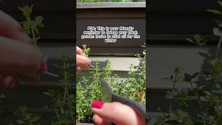 Frozen Herbs Kitchen Hack [upl. by Birdt]