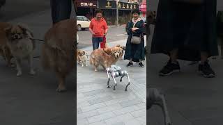 The Robot Dog says hello to the dogs 🐶 Dogs reaction🐕‍🦺 RobotDog [upl. by Skipton]