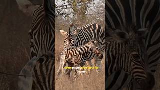 Amazing Unknown Facts About Zebras  Fascinating Zebra Facts You Didnt Know [upl. by Kreda]