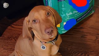 What I feed My Vizsla puppy [upl. by Kort780]