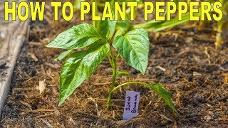 How To Plant Peppers  Complete Guide to Transplanting and Fertilizing [upl. by Arak]