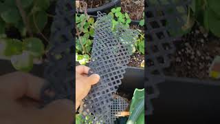 Garden vlog 10042024 easy DIY strawberry plant support layer [upl. by Islean]