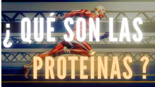 ¿ QUÉ SON LAS PROTEÍNAS Y PARA QUE SIRVEN [upl. by Ideih]