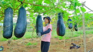 Harvesting Giant Black Winter Melons to sell at the market Take care of my farm [upl. by Nnagem]