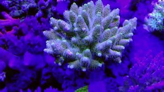 Acropora Millepora [upl. by Naeerb641]