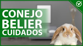 🐇 CONEJO BELIER Características temperamento cuidados alimentación y más 🐰🐇 [upl. by Atener]