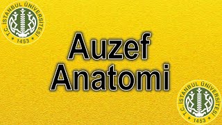 ANATOMİ  ÇIKMIŞ SESLİ SORULARI  AUZEF AÖF [upl. by Luo]