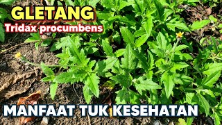 MANFAAT GLETANG TUK KESEHATAN ‼️ Tridax procumbens Tridaxprocumbens gletang songgolangit [upl. by Annavas]