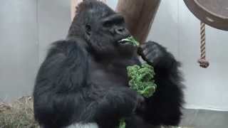 Gorilla Eating His Veggies [upl. by Nicol]