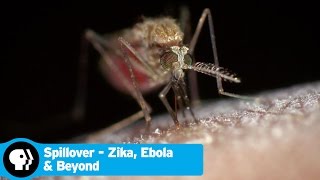 SPILLOVER  ZIKA EBOLA amp BEYOND  Trailer  PBS [upl. by Janeczka]