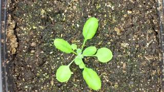 Arabidopsis thaliana time lapse [upl. by Thesda]